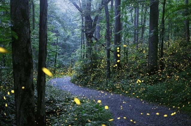 Synchronized lightning bugs in Gatlinburg, TN