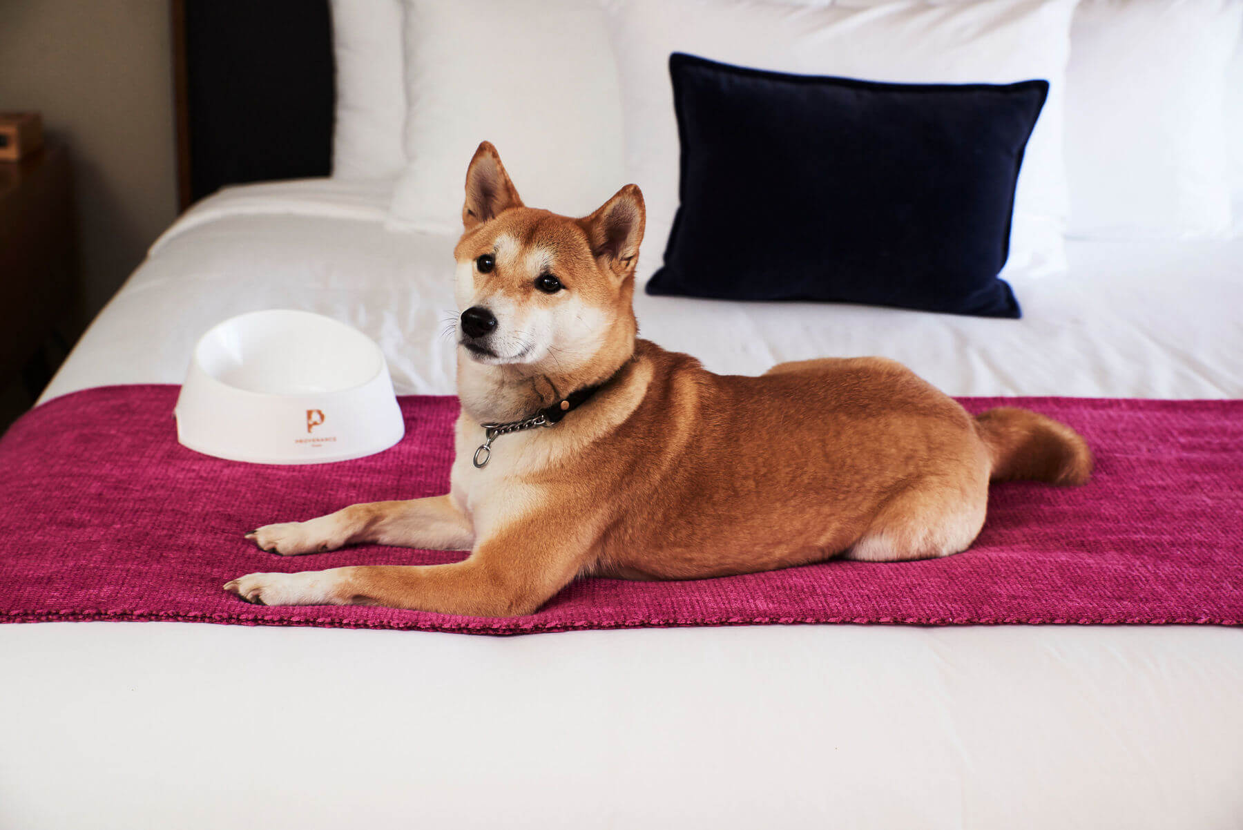10 Dog-Friendly Hotels Around the South