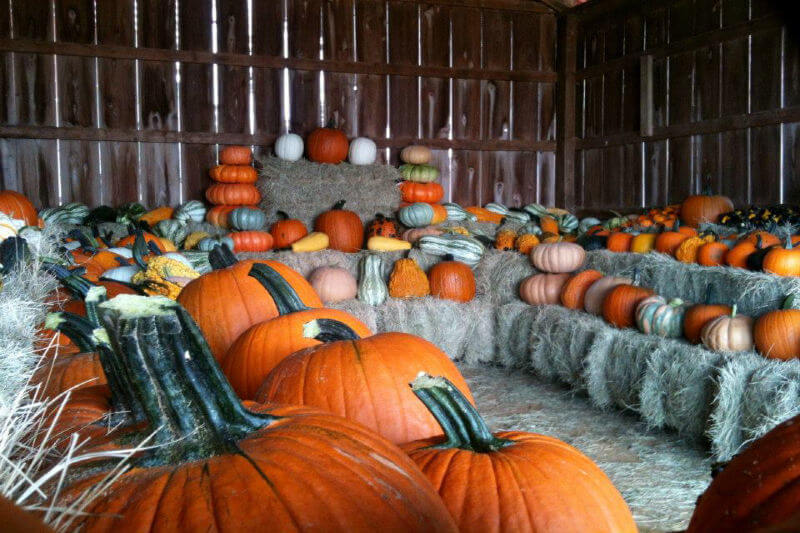 Memphis Pumpkin Patches, Hayrides & Halloween Events: Updated September 2022