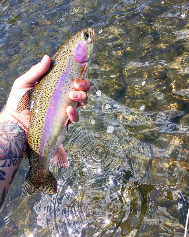 Trout caught fly fishing in Gatlinburg, TN