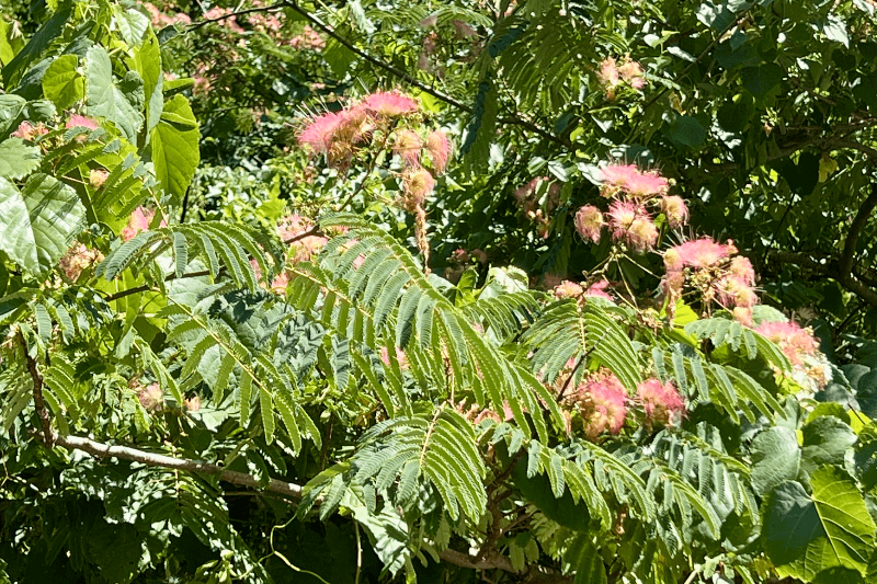 July Edition: Identify These 5 Trees & Flowers in Bloom NOW